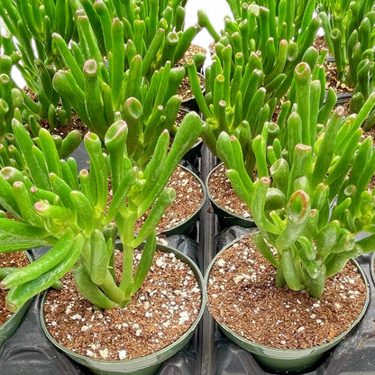 Crassula Ovata Gollum Jade Bulk 20pcs Tray in 4" Pot