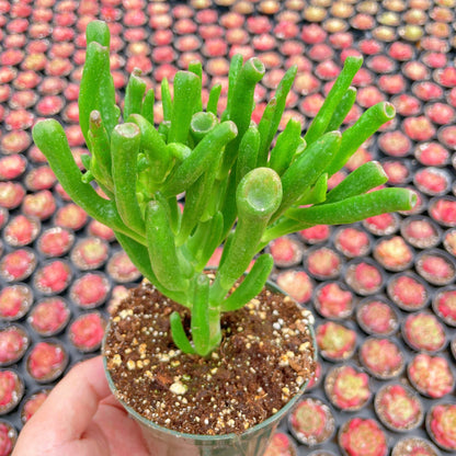 Crassula Ovata Gollum Jade Bulk 20pcs Tray in 4" Pot
