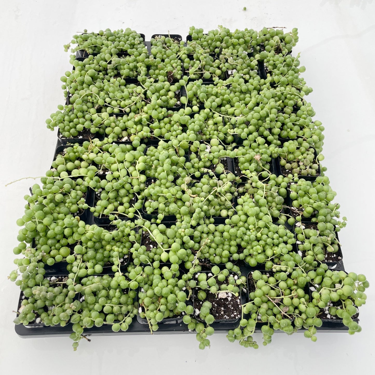 String of Pearls Bulk 48 Tray - 2in Pot