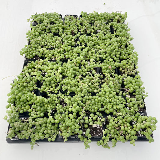 String of Pearls Bulk 48 Tray - 2in Pot