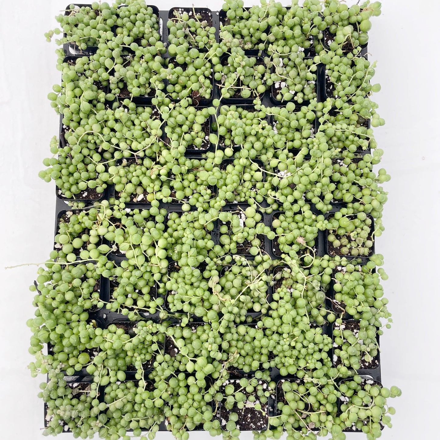 String of Pearls Bulk 48 Tray - 2in Pot