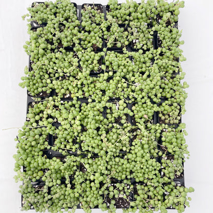 String of Pearls Bulk 48 Tray - 2in Pot