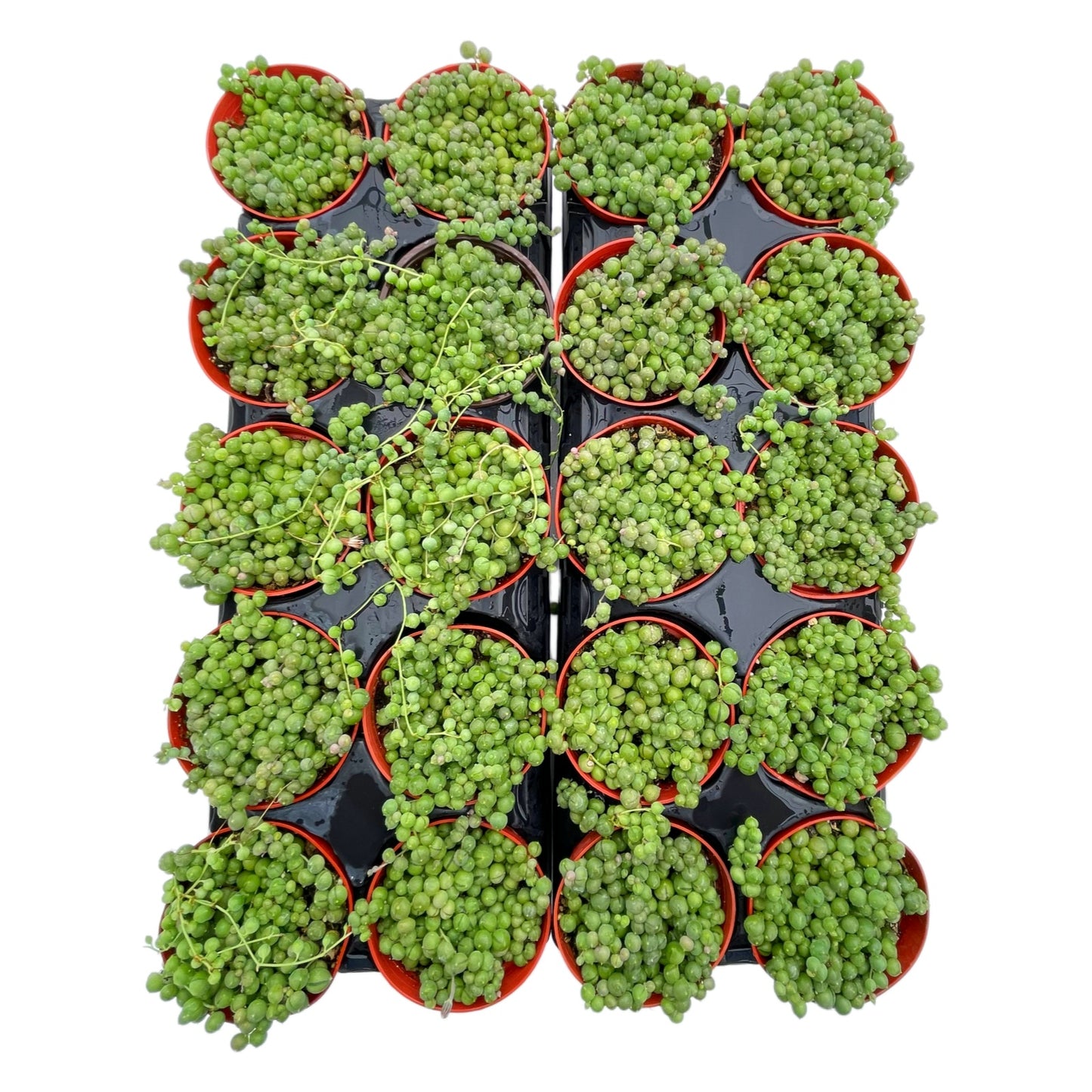 String of Pearls Bulk 20 Tray - 4in Pot