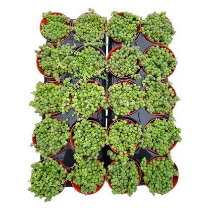 String of Pearls Bulk 20 Tray - 4in Pot