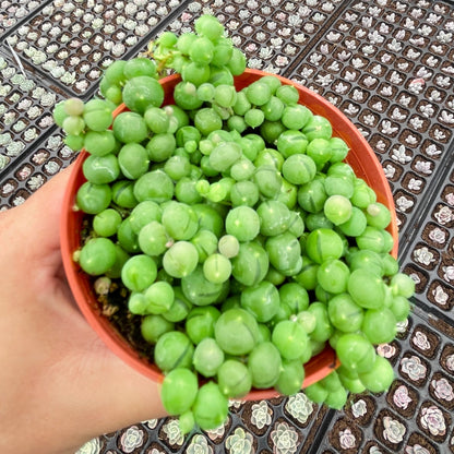 String of Pearls Bulk 20 Tray - 4in Pot