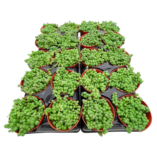 String of Pearls Bulk 20 Tray - 4in Pot