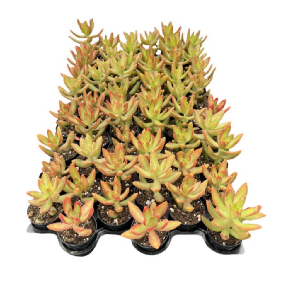 Sedum Adolphi 'Firestorm'Bulk 54 Tray - 2in Pot