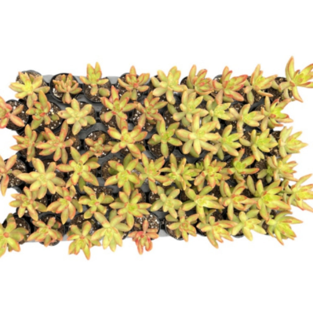 Sedum Adolphi 'Firestorm'Bulk 54 Tray - 2in Pot