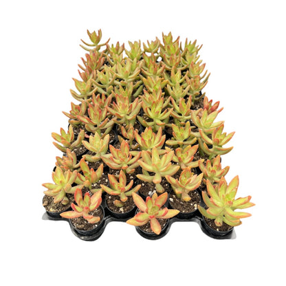 Sedum Adolphi 'Firestorm'Bulk 54 Tray - 2in Pot