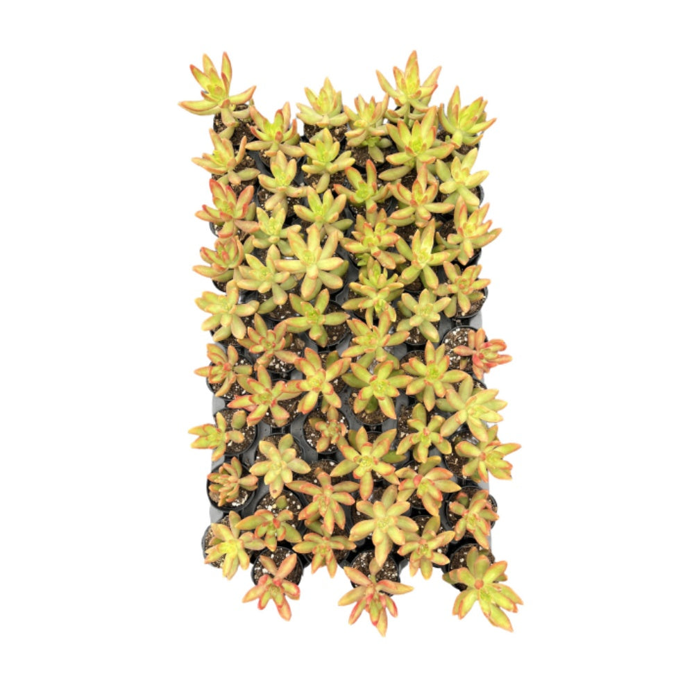 Sedum Adolphi 'Firestorm'Bulk 54 Tray - 2in Pot