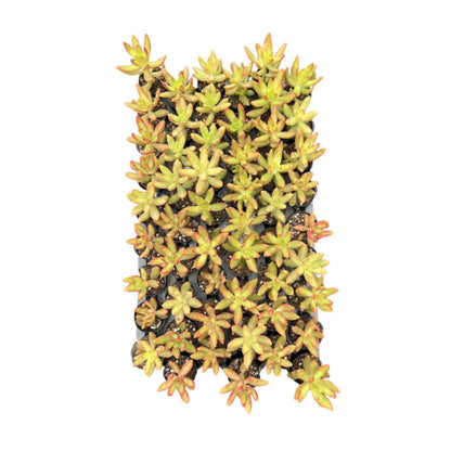 Sedum Adolphi 'Firestorm'Bulk 54 Tray - 2in Pot