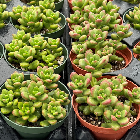 Succulents Sedum lucidum Obesum 20pcs Tray - 4in Pot