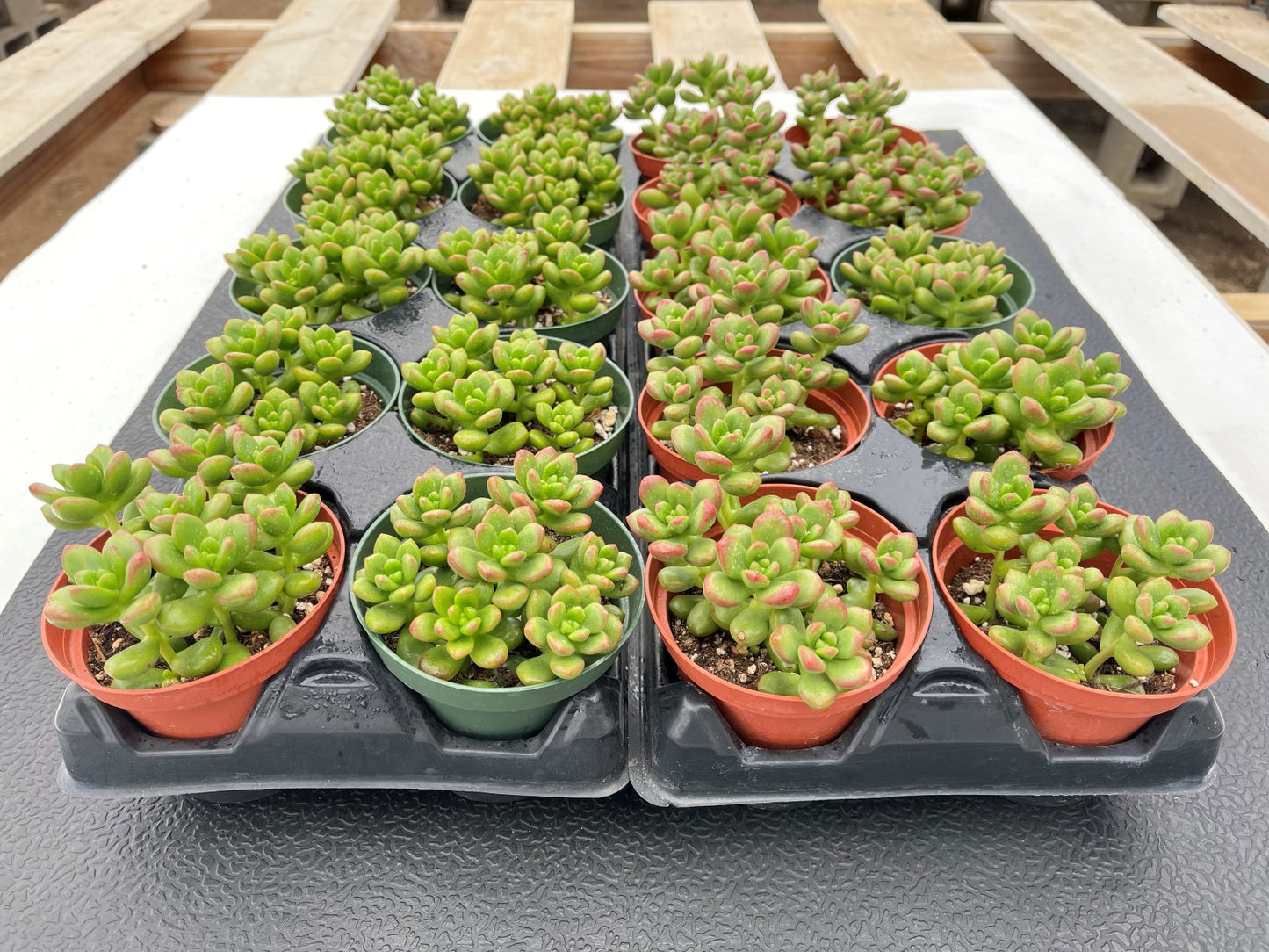 Succulents Sedum lucidum Obesum 20pcs Tray - 4in Pot