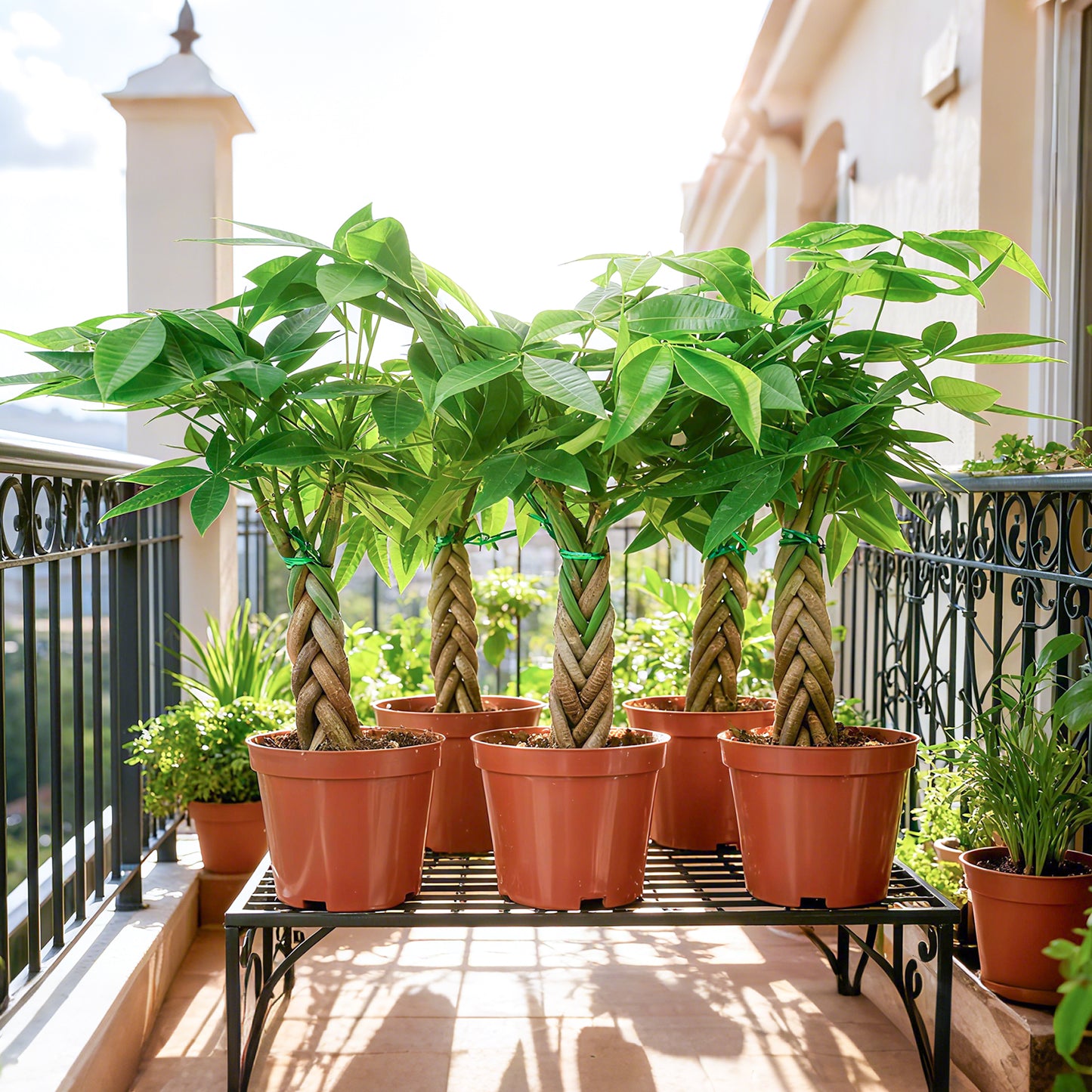 Braided Money Tree Pachira aquatica - 4in Nursery Pot