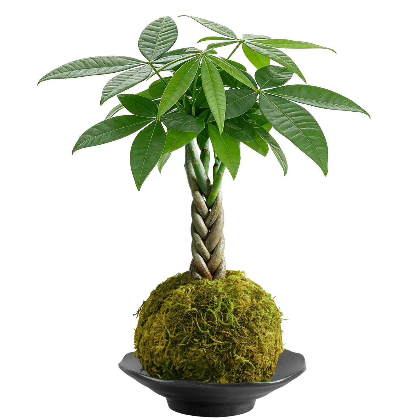 Kokedama Braid Money Tree with Planter Live Moss Ball Money Tree Plant
