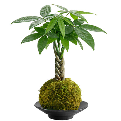 Kokedama Braid Money Tree with Planter Live Moss Ball Money Tree Plant