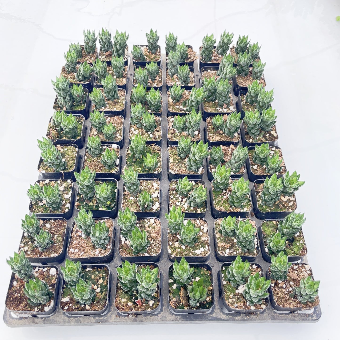 Live Succulents Haworthia coarctata var. adelaidensis 48pcs Tray - 2in Pot