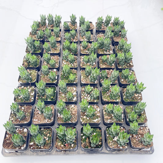 Live Succulents Haworthia coarctata var. adelaidensis 48pcs Tray - 2in Pot