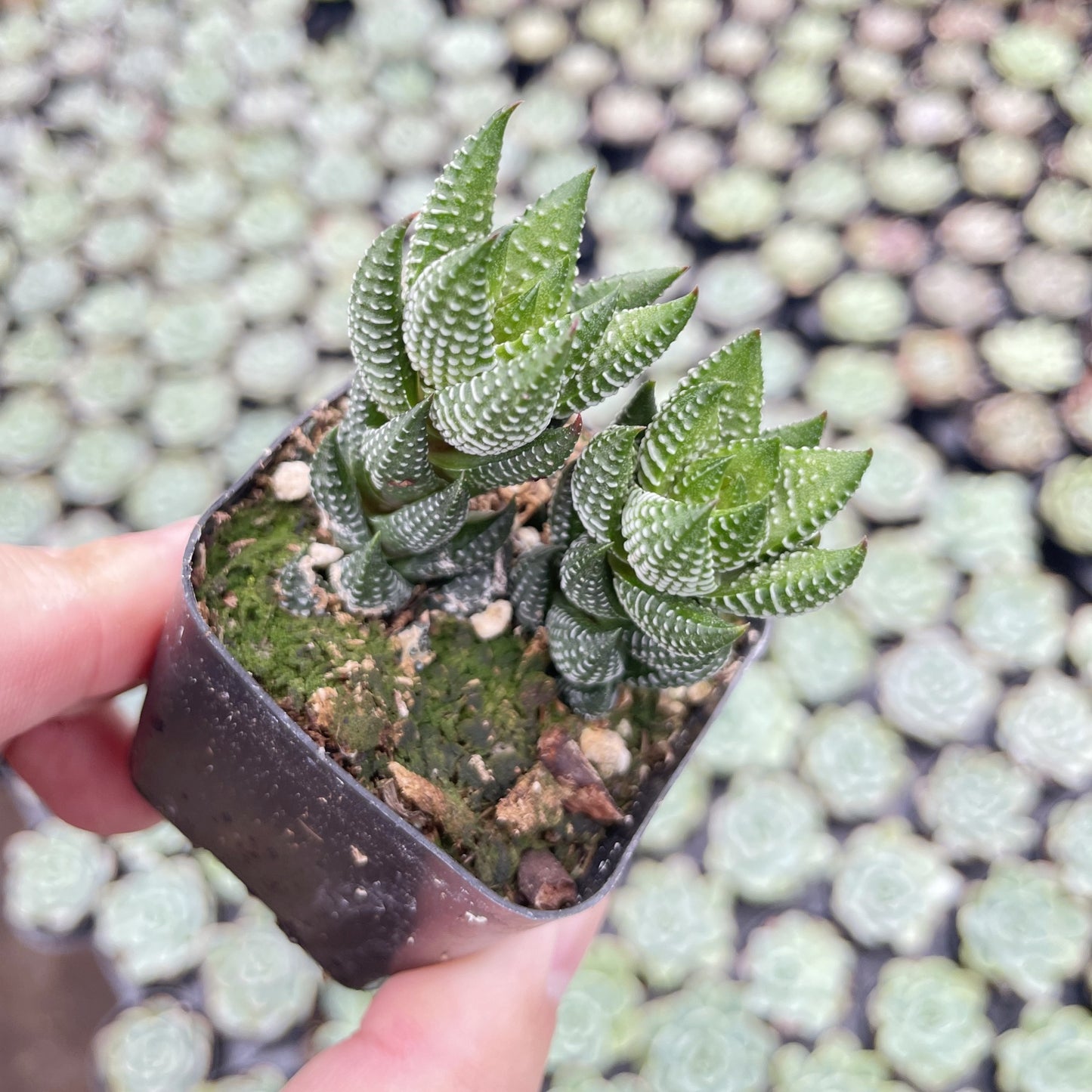 Live Succulents Haworthia coarctata var. adelaidensis 48pcs Tray - 2in Pot