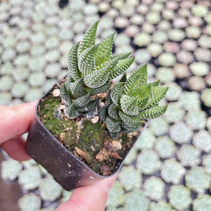Live Succulents Haworthia coarctata var. adelaidensis 48pcs Tray - 2in Pot