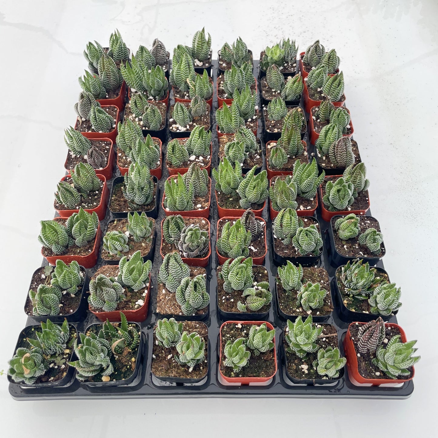 Live Succulents Haworthia coarctata 48pcs Tray - 2in Pot