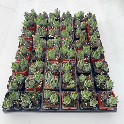 Live Succulents Haworthia coarctata 48pcs Tray - 2in Pot