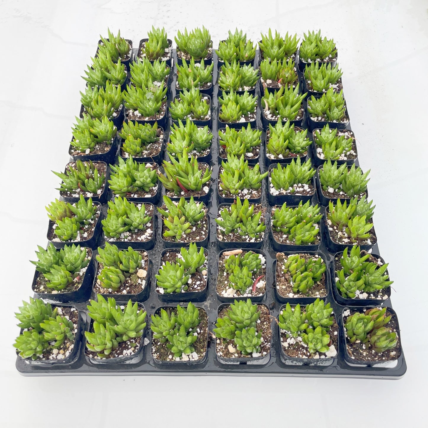 Live Succulents Haworthia rubrobrunnea 48pcs Tray - 2in Pot