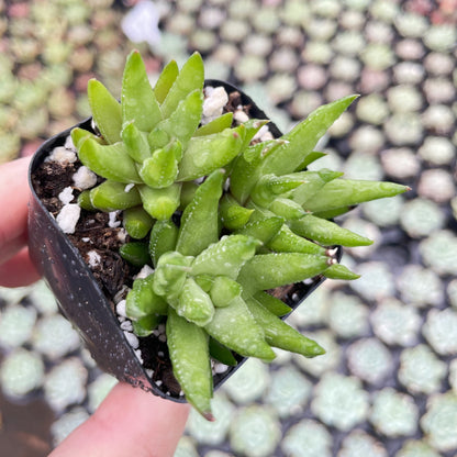 Live Succulents Haworthia rubrobrunnea 48pcs Tray - 2in Pot