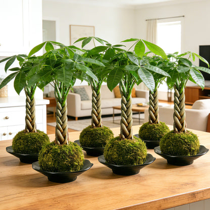 Kokedama Braid Money Tree with Planter Live Moss Ball Money Tree Plant