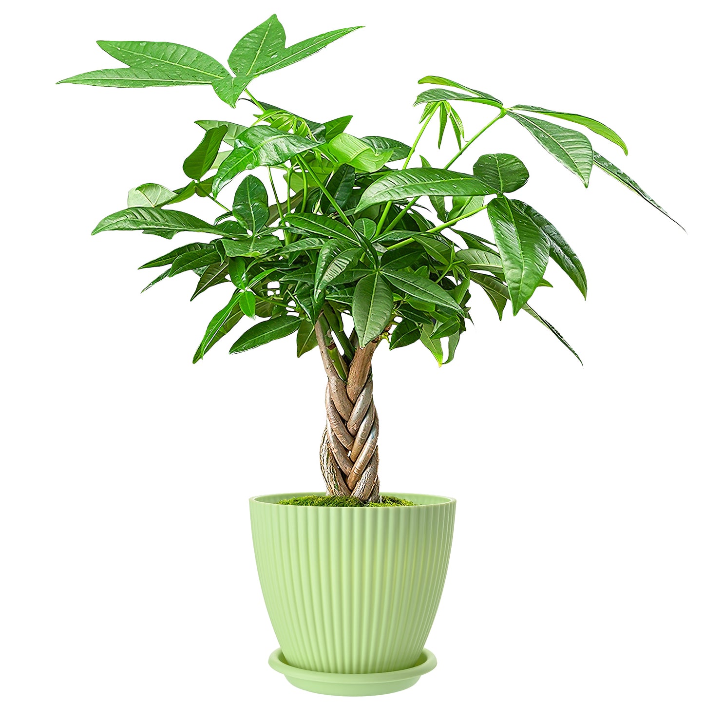 Money Tree Braided Trunk Houseplant with Lush Green Leaves