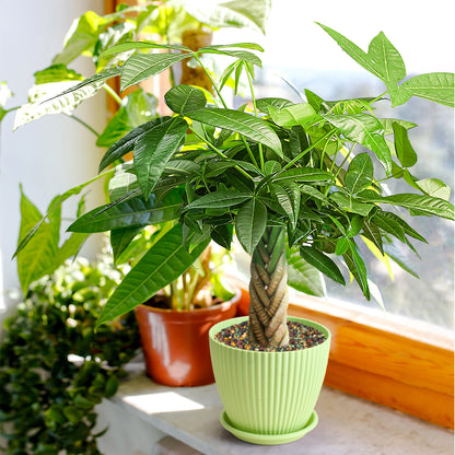 Money Tree Braided Trunk Houseplant with Lush Green Leaves