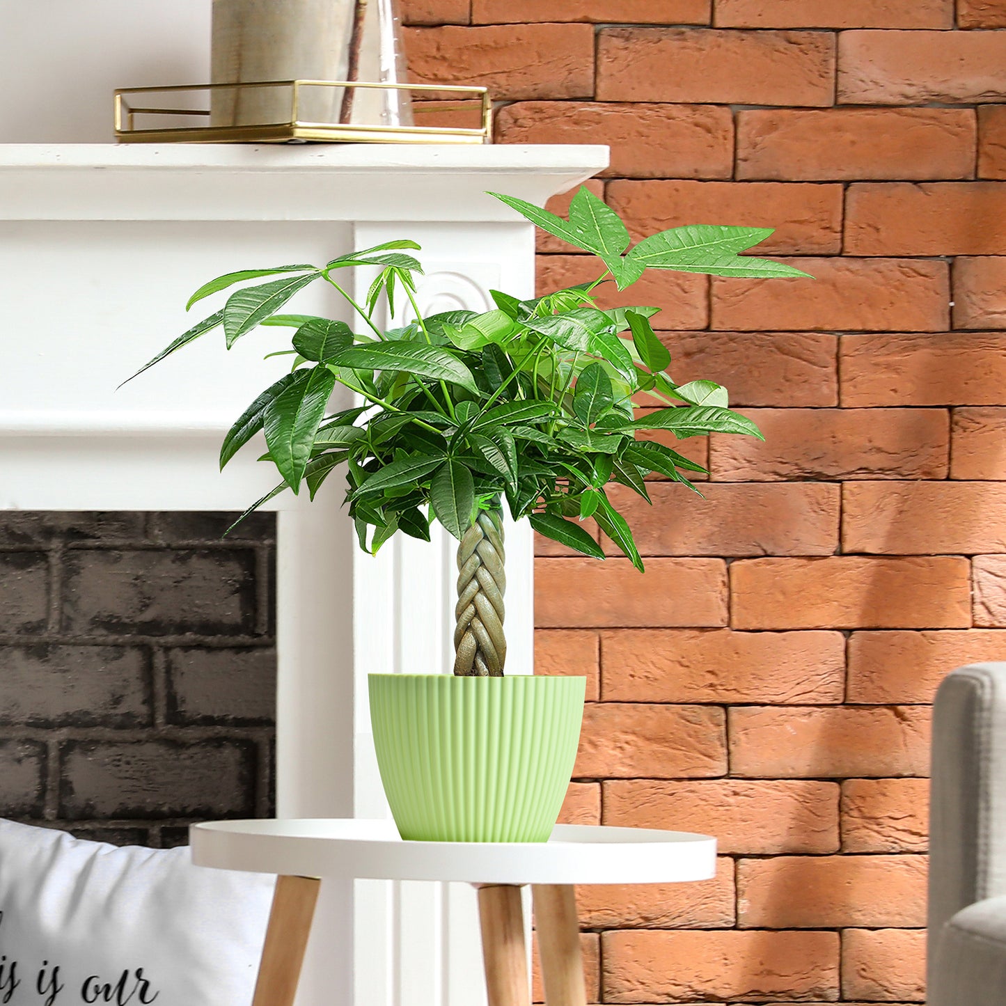 Money Tree Braided Trunk Houseplant with Lush Green Leaves