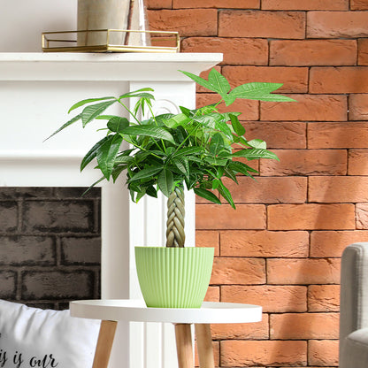 Money Tree Braided Trunk Houseplant with Lush Green Leaves