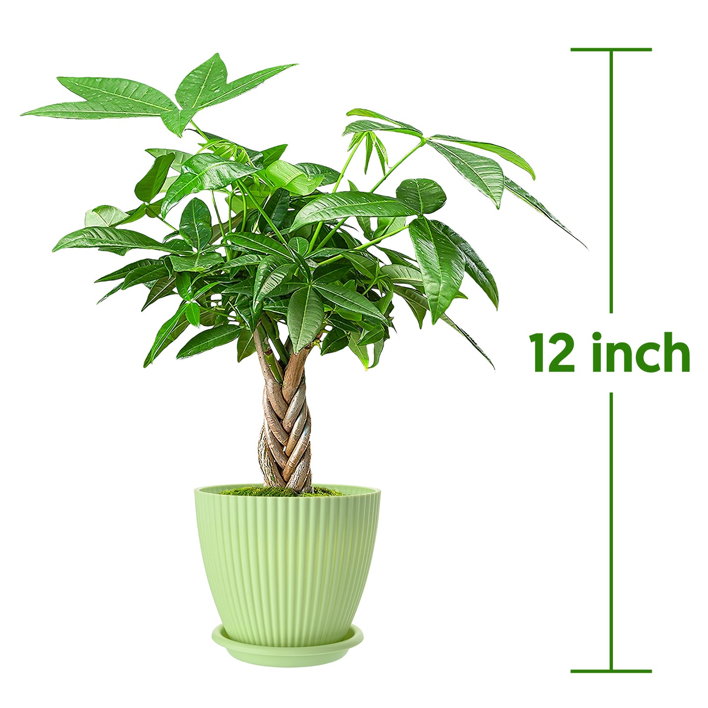 Money Tree Braided Trunk Houseplant with Lush Green Leaves