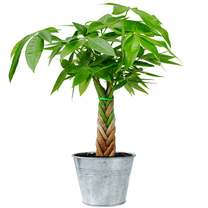 Money Tree Braided Trunk Houseplant with Lush Green Leaves
