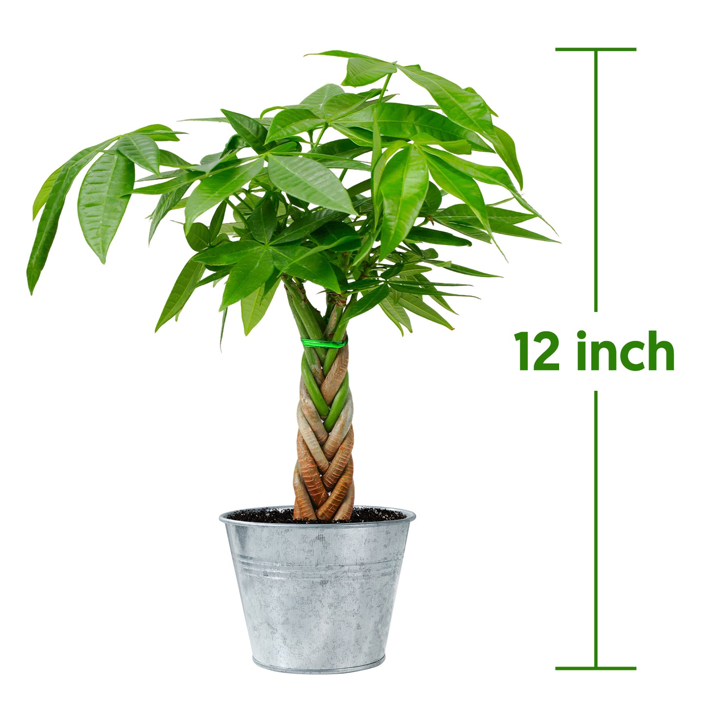 Money Tree Braided Trunk Houseplant with Lush Green Leaves