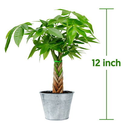 Money Tree Braided Trunk Houseplant with Lush Green Leaves