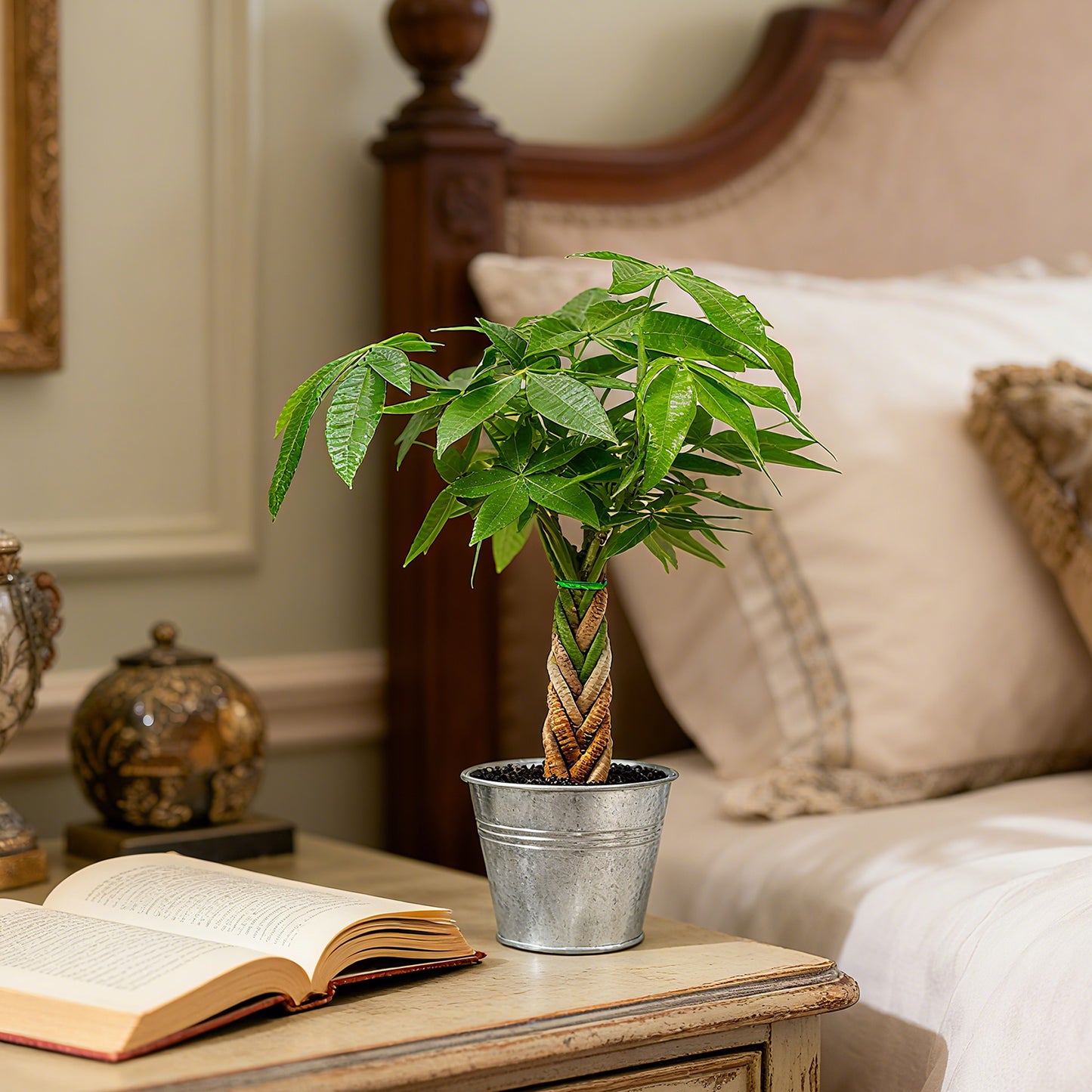 Money Tree Braided Trunk Houseplant with Lush Green Leaves