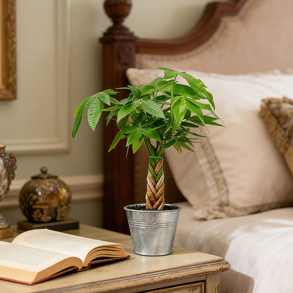 Money Tree Braided Trunk Houseplant with Lush Green Leaves
