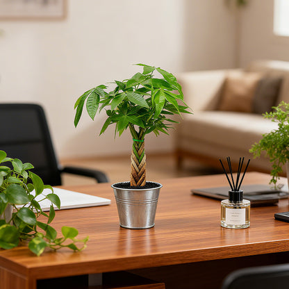 Money Tree Braided Trunk Houseplant with Lush Green Leaves