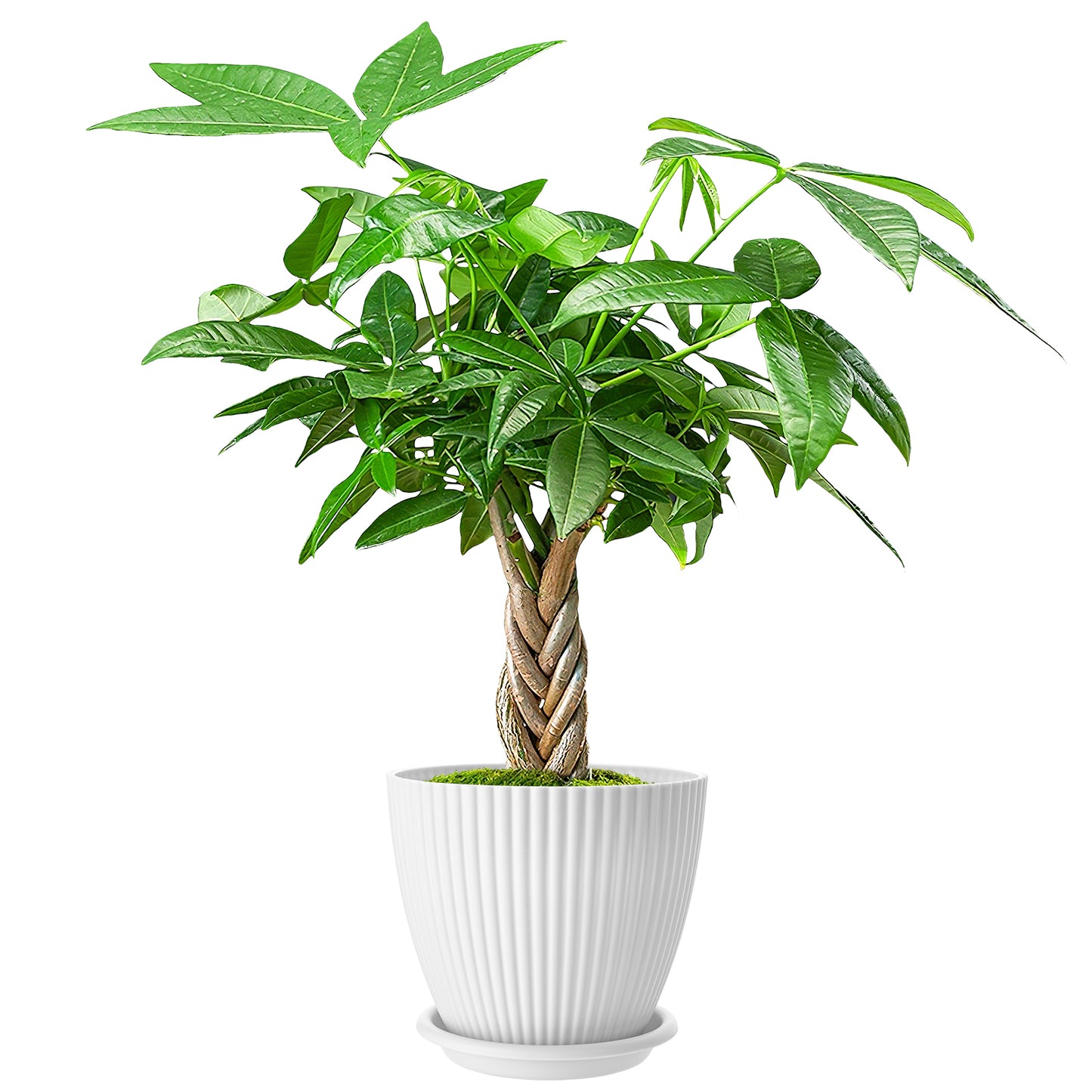 Money Tree Braided Trunk Houseplant with Lush Green Leaves