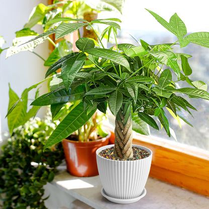 Money Tree Braided Trunk Houseplant with Lush Green Leaves