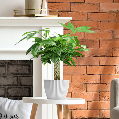 Money Tree Braided Trunk Houseplant with Lush Green Leaves