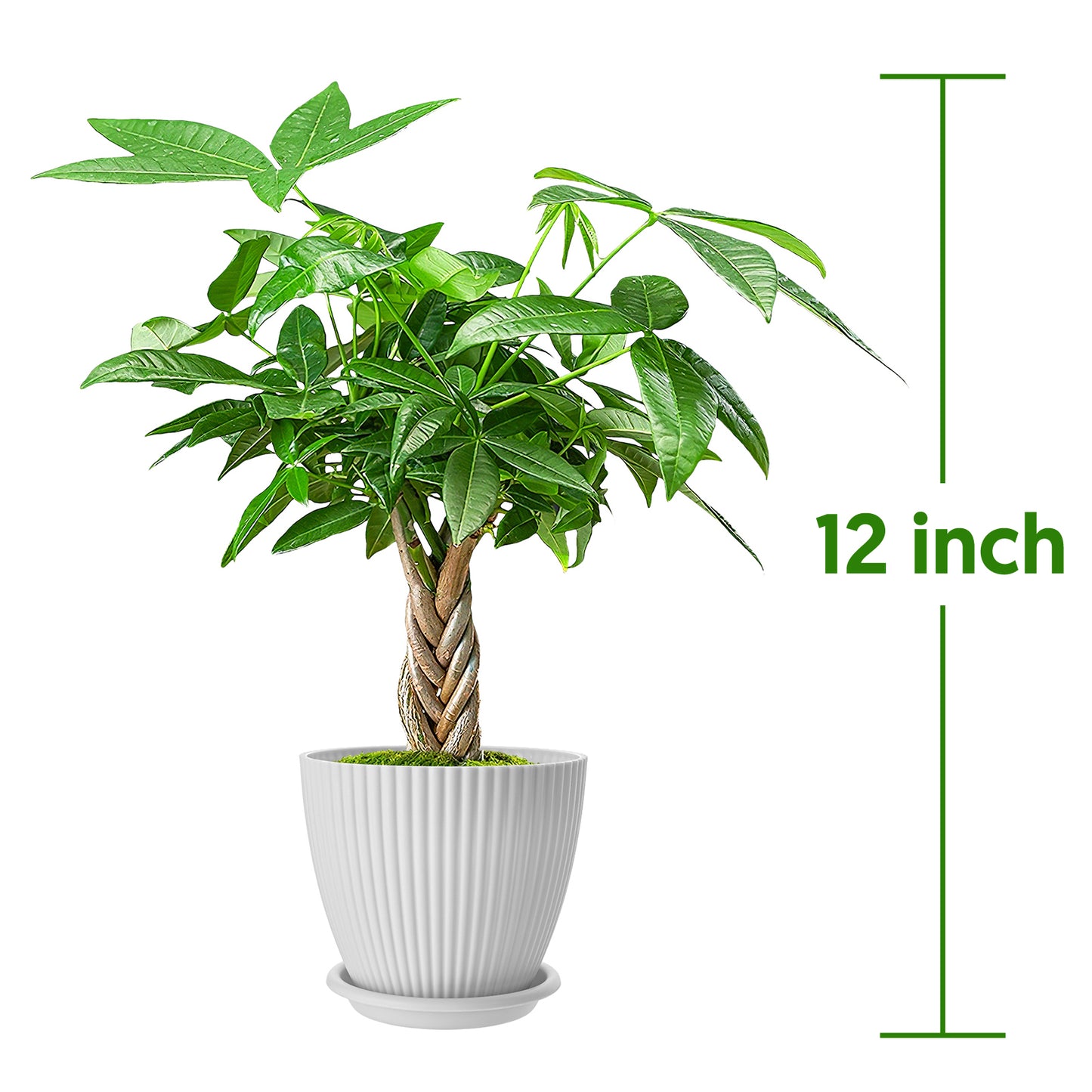 Money Tree Braided Trunk Houseplant with Lush Green Leaves