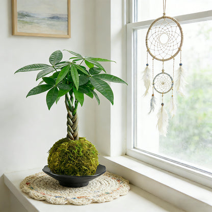 Kokedama Braid Money Tree with Planter Live Moss Ball Money Tree Plant