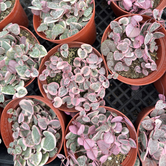 Variegated String of Heart Live Succulent Plants 20pcs Tray - 4in Pot
