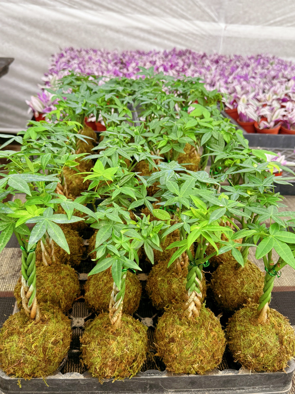 Money Tree Kokedama / Pachira aquatica Kokedama