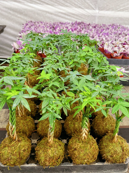 Money Tree Kokedama / Pachira aquatica Kokedama