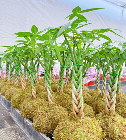 Money Tree Kokedama / Pachira aquatica Kokedama