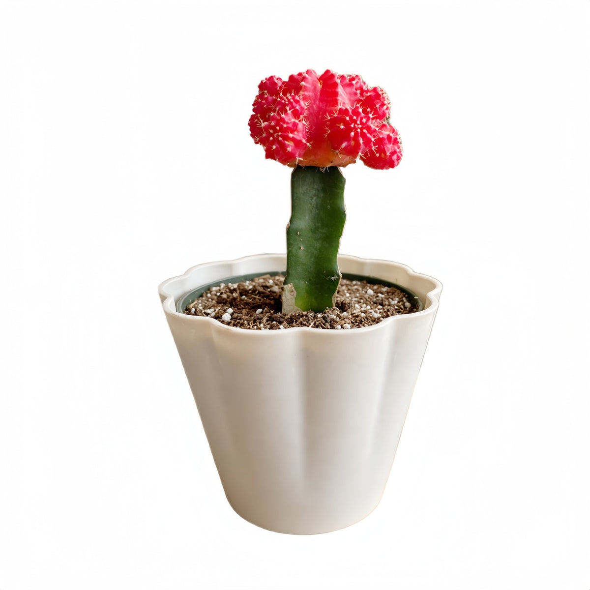 Red Crafted Moon Cactus in 4in Decoration Pots #580